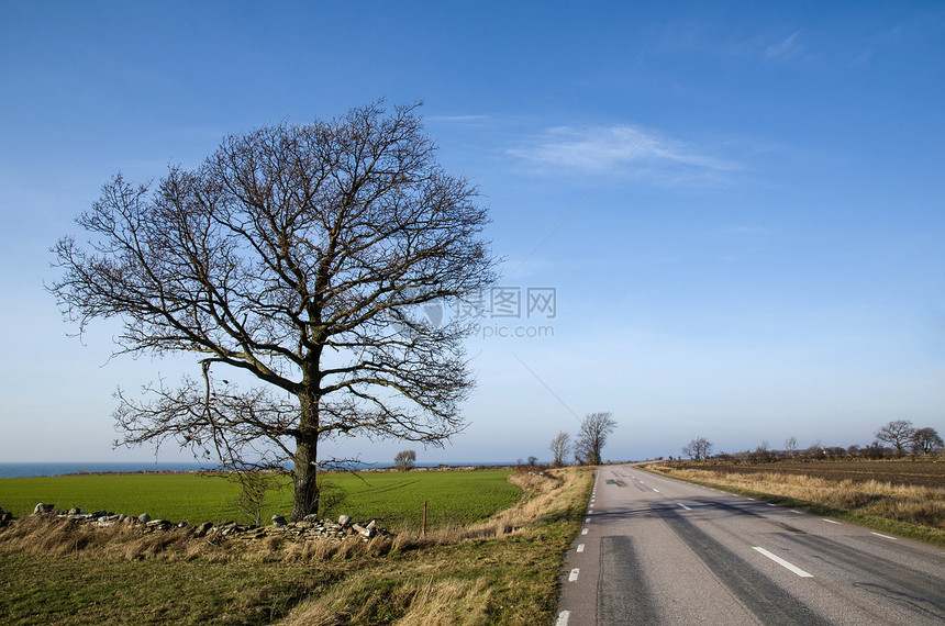 连一棵树的公路图片