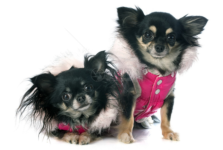 穿着吉华装的吉娃娃黑色动物伴侣外套宠物工作室犬类白色雨衣图片