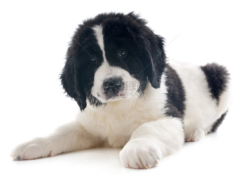陆地寻猎小狗宠物工作室黑色动物地主白色犬类图片
