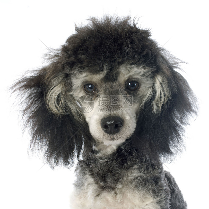 双彩小狗棕褐色黑色工作室灰色哺乳动物白色犬类女性双色图片