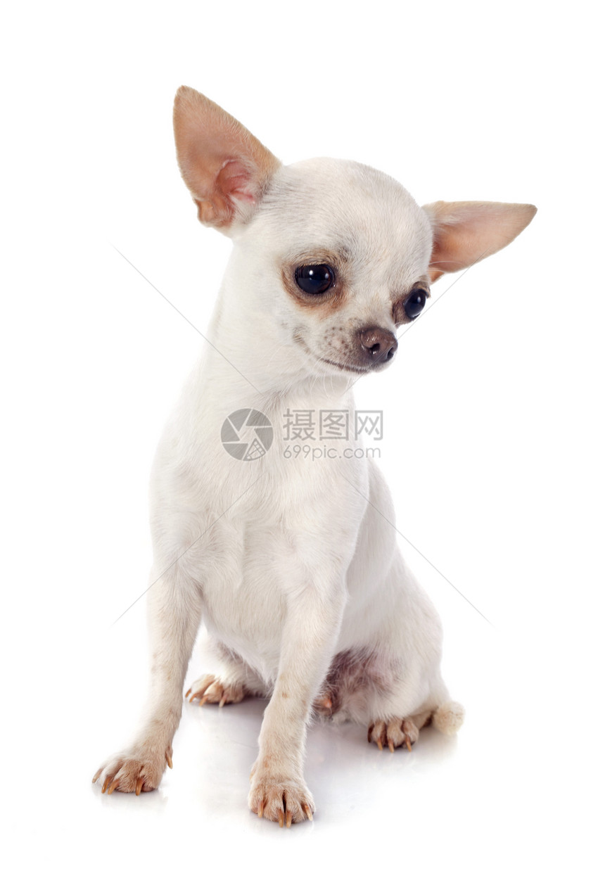 吉瓦华人伴侣小狗动物宠物犬类白色工作室图片