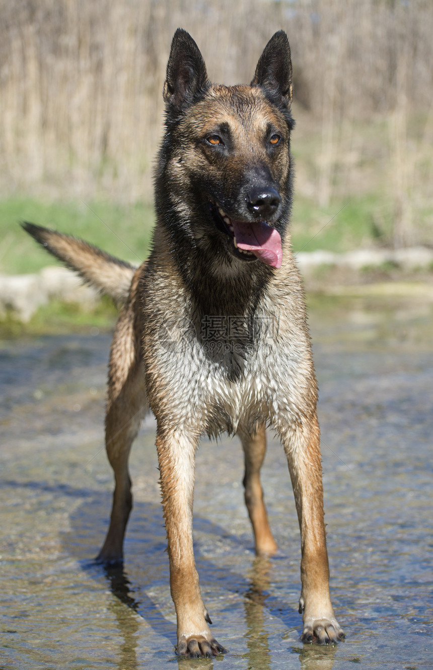 河里的麦里尼诺水警觉棕色激流动物犬类牧羊犬宠物牧羊人图片