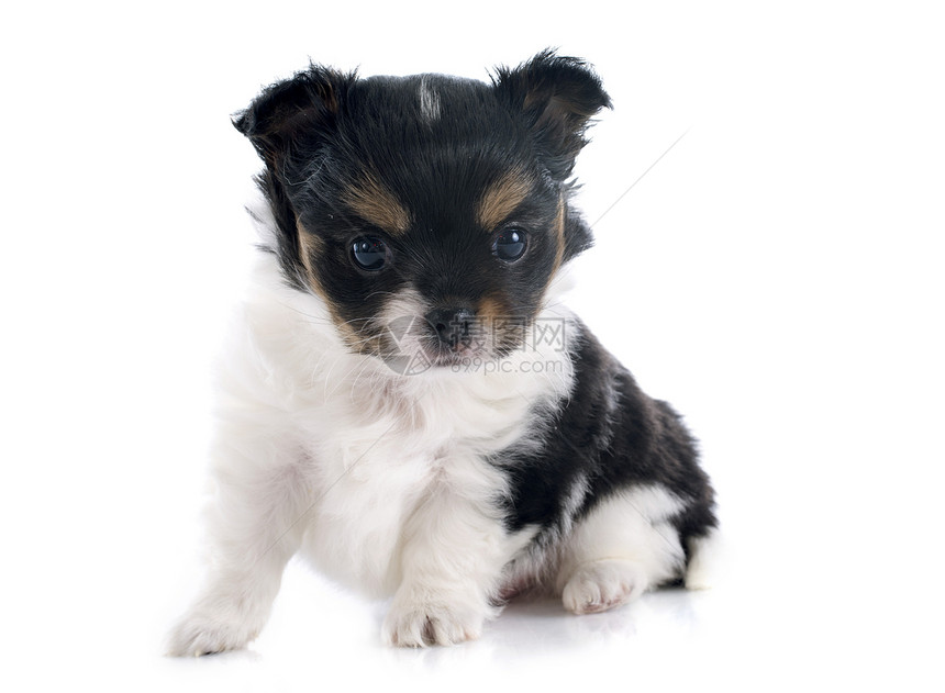 小狗吉娃娃动物犬类伴侣棕色白色工作室三色宠物图片