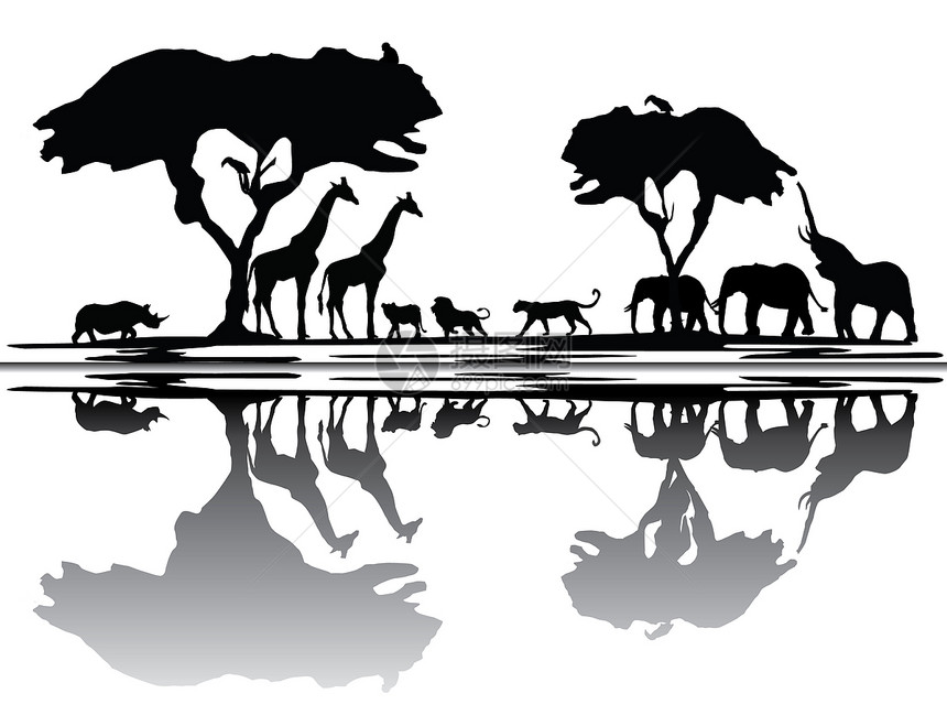 非洲野生非洲野生动物天线狮子捕食者动物群树木地平线犀牛荒野猎豹日落插图图片