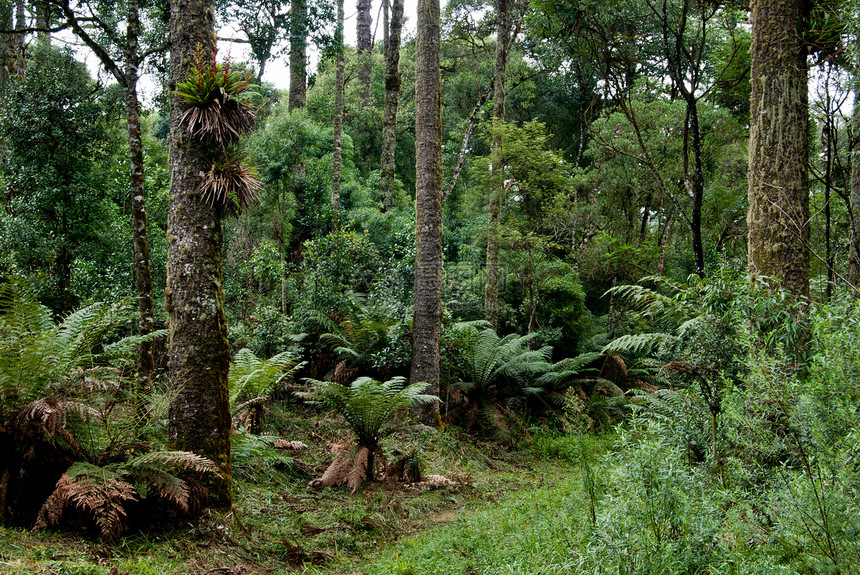 热带森林生物林业荒野栖息地花园叶子林地松树农村环境图片