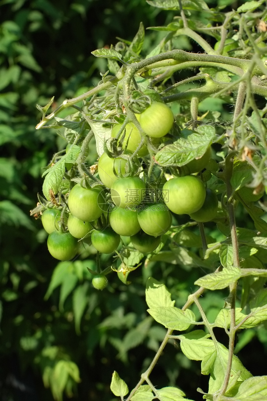 番茄厂园艺蔬菜食物藤蔓植物水果温室生长营养饮食图片