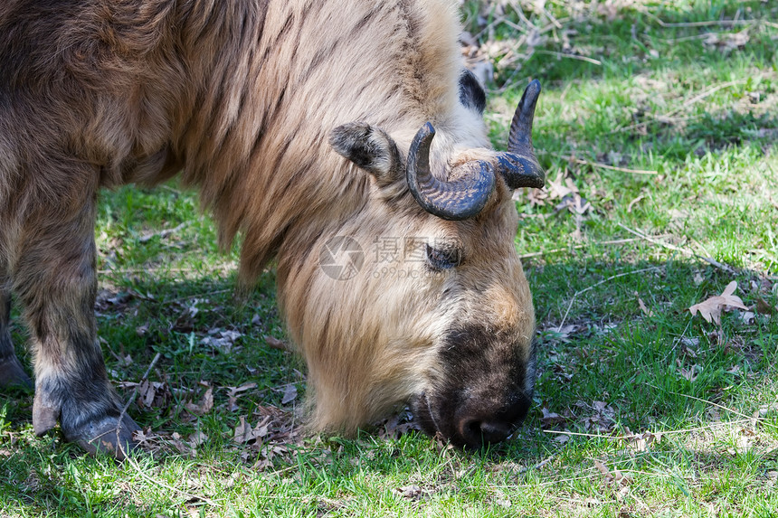 塔克平躺草原公园鼻子反刍动物喇叭野生动物棕色图片