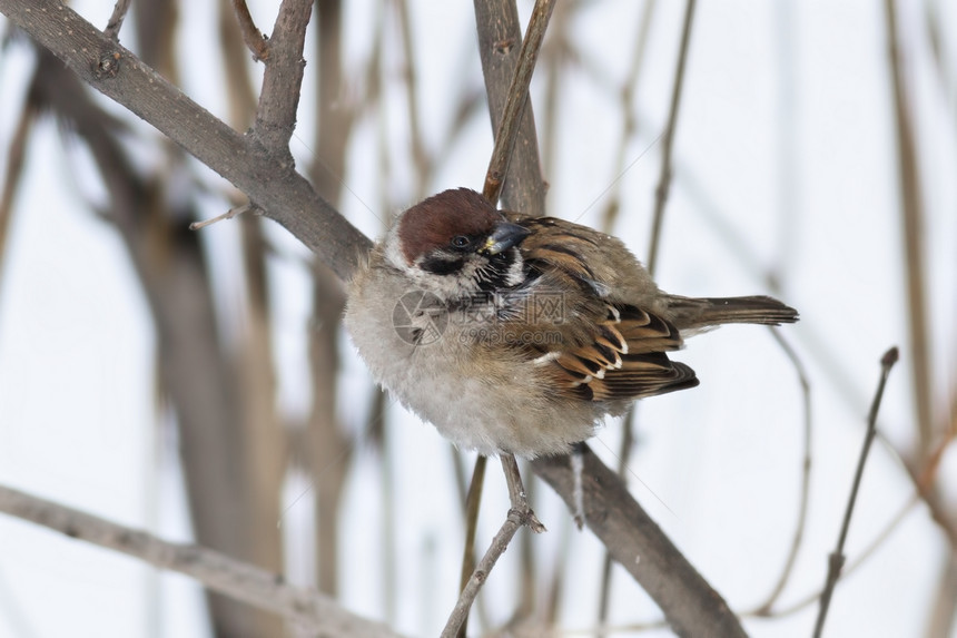 麻雀野生动物翅膀鸟类季节男性天气白色枝条羽毛棕色图片