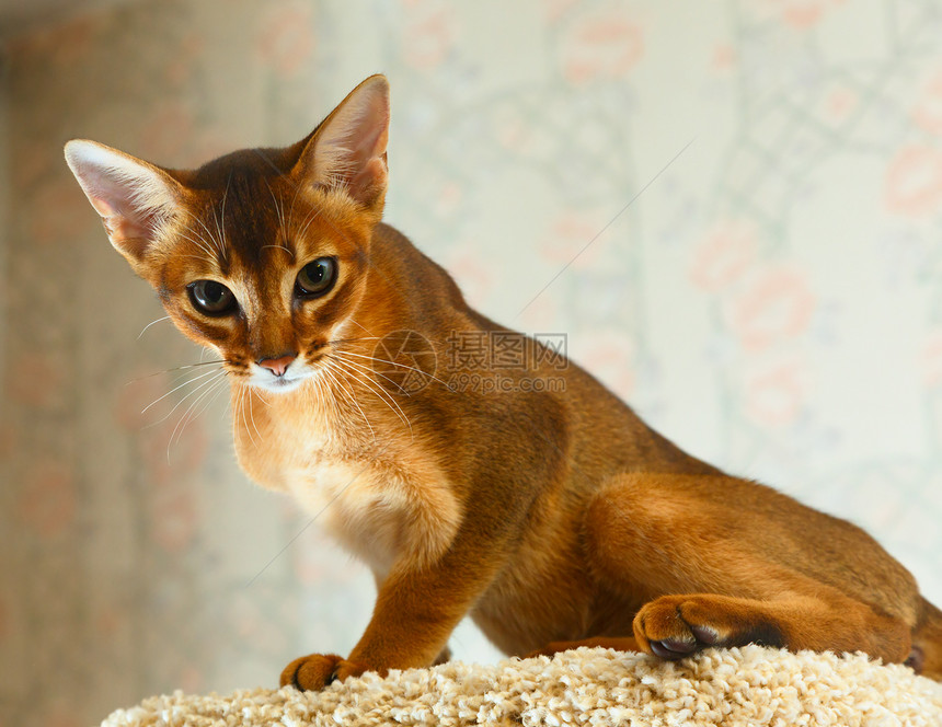 阿比西尼小猫橙子晶须兽耳亲热好奇心猫树动物纯种猫红色家畜图片