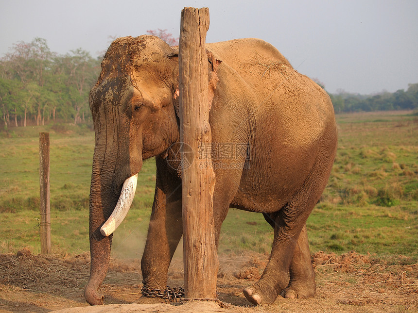 大象丛林荒野皮肤野生动物耳朵濒危树干动物群象牙公园图片