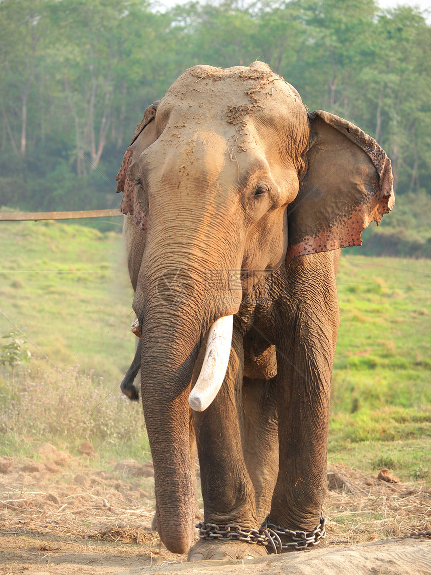 大象保护公园耳朵丛林力量手指自由皮肤树干动物群图片