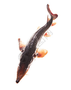 塞内加尔多鳍鱼烹饪自然高清图片
