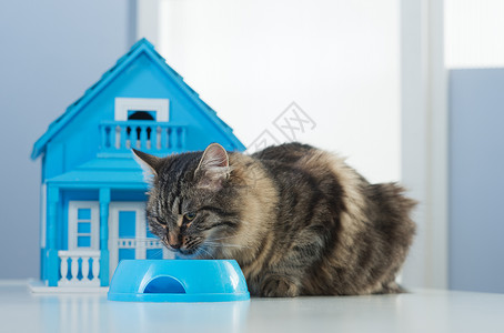 猫房子猫和模特屋小猫猫科模型房子猫咪桌子宠物家畜人工样板房背景