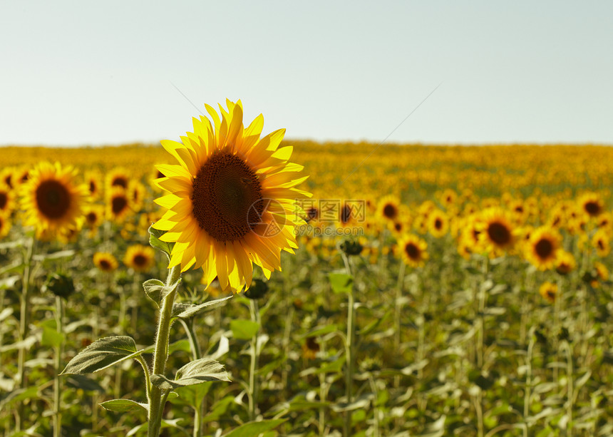 向向向外字段向日葵种植园晴天活力季节植物黄色乡村农村农场图片