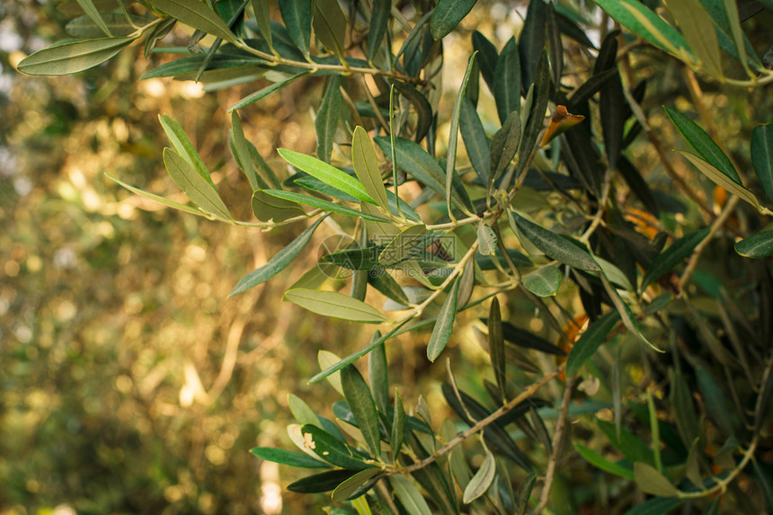 橄榄树树干蔬菜明信片树林农村土壤食物花园国家种植园图片