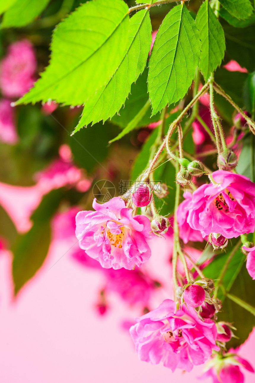 粉红玫瑰卡片礼物边界宏观美味花束花瓣背景艺术植物图片