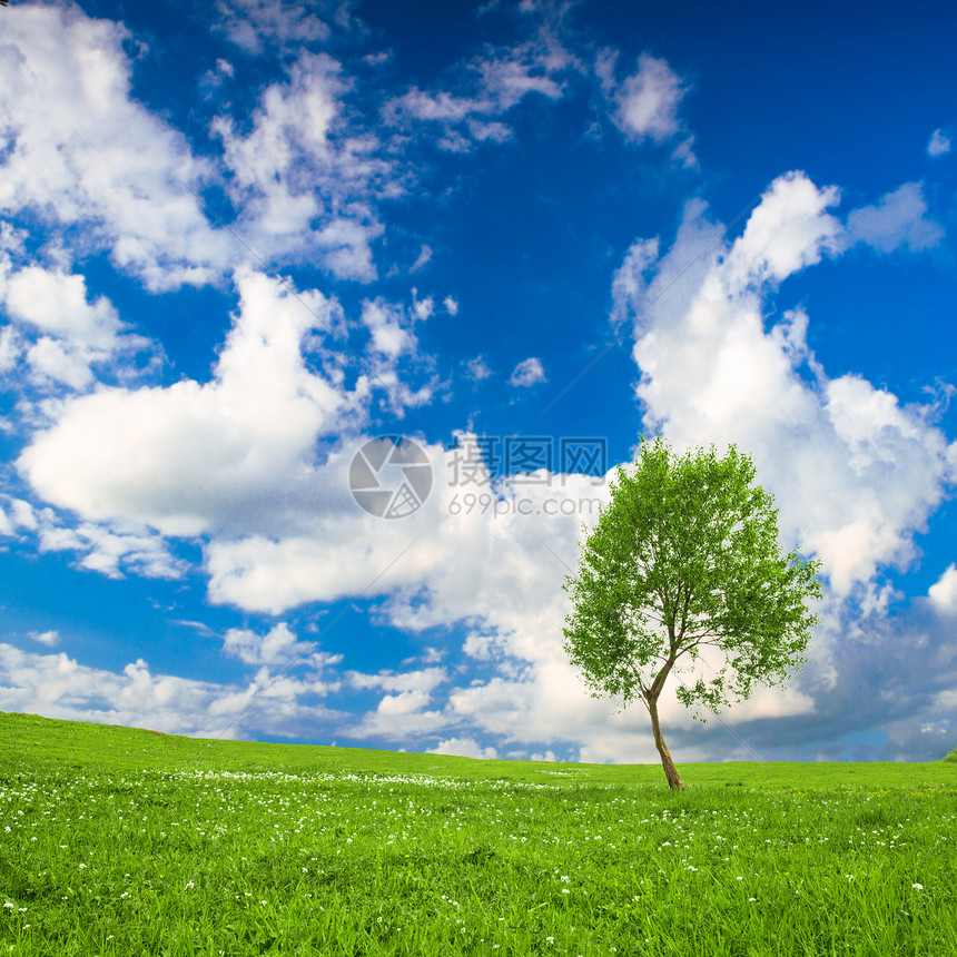 孤独的树植物全景美丽农场美化天空风景环境城市丘陵图片