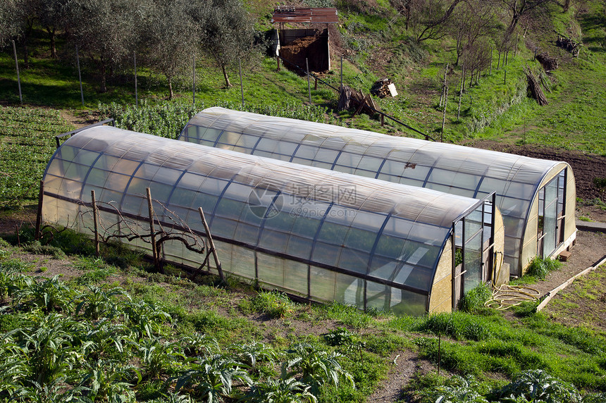 种植沙拉的温室培育青菜植物蔬菜生长植物学生物土地苗圃生态图片