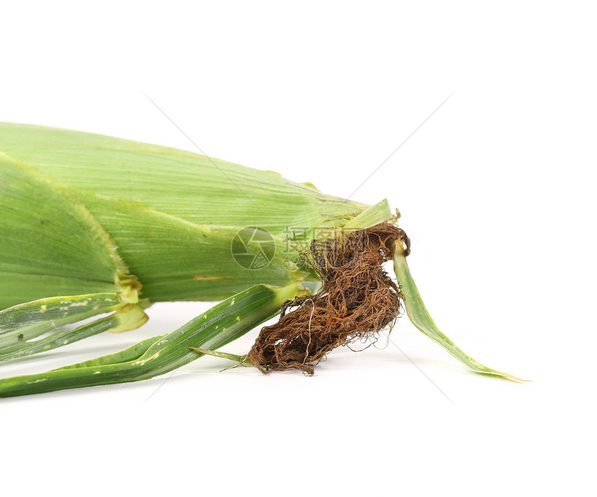 新鲜玉米耳朵内核农场丝绸食物流行音乐营养蔬菜叶子玉米芯粮食图片