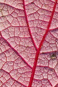 秋天红叶下方的血滴静脉背景图片