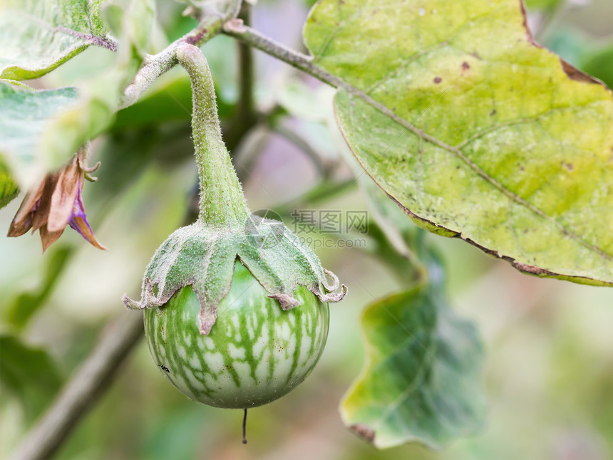 绿蟑螂在树上南瓜文化热带植物菊花生产农场蔬菜蟑螂食物图片