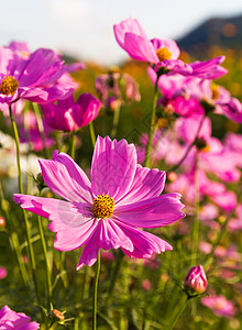 粉粉宇宙花朵花瓣草地花园雏菊粉色季节叶子公园植物植物群背景图片