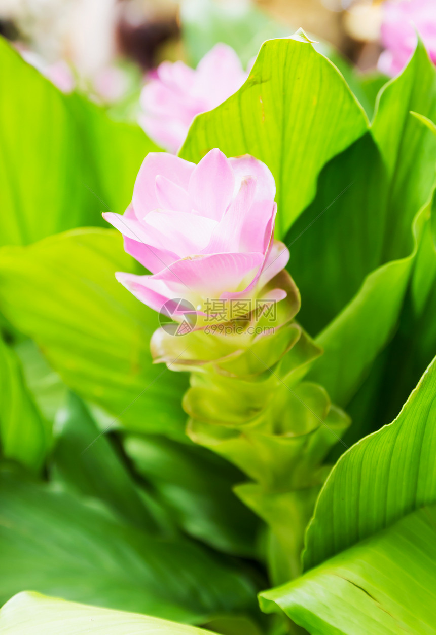 暹罗郁金花或花瓣植物生活植物学叶子生长森林中介人植物群文化图片