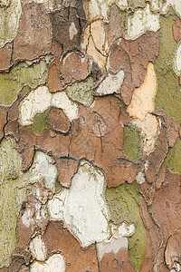 树皮树叫声关上飞机梧桐纹理木头森林树干植物棕色背景图片