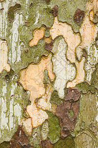 树皮树叫声关上纹理植物棕色飞机树干木头梧桐森林背景图片