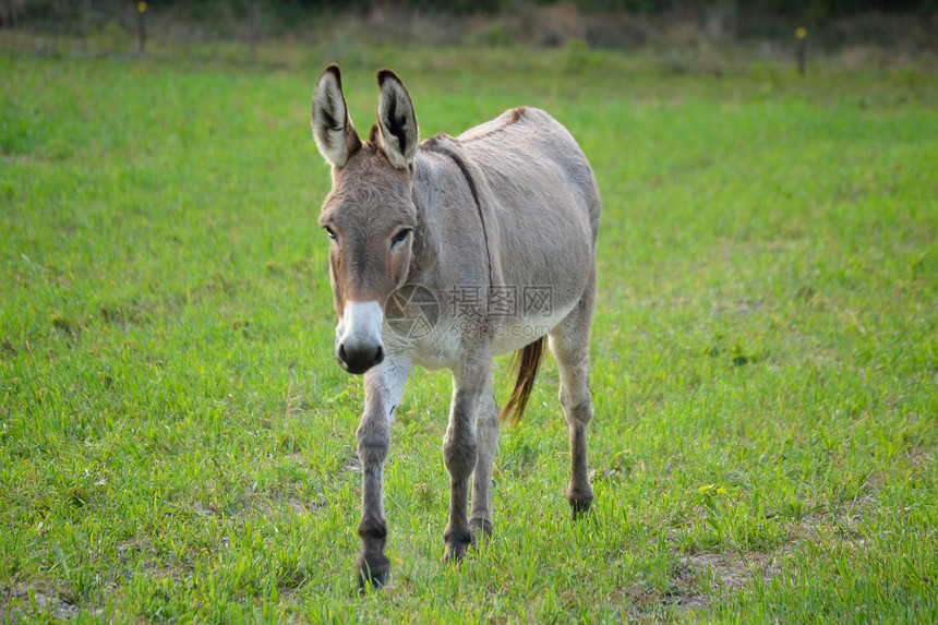 当地农场的巴克斯金色驴子鹿皮动物园宠物屁股图片