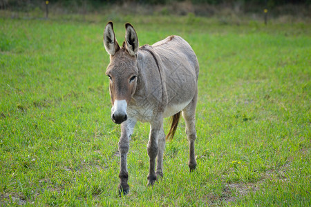 当地农场的巴克斯金色驴子鹿皮动物园宠物屁股背景图片