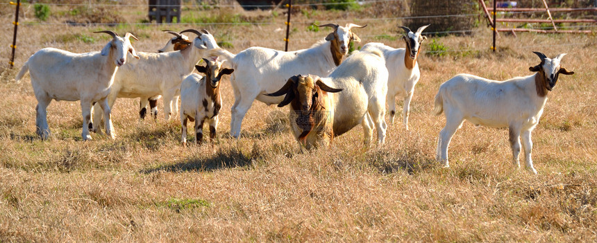 山羊牧群农业畜牧业牧场农场家畜哺乳动物谷仓国家反刍动物乡村图片