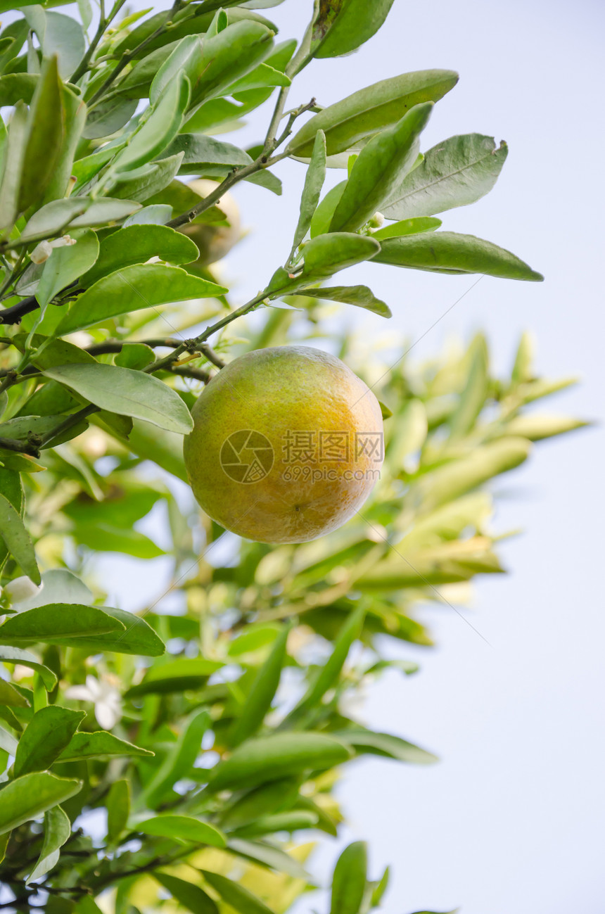 橙树生长叶子植物团体食物收成绿色水果阳光果园图片