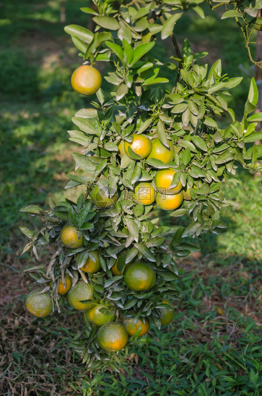 成熟水果植物橙子收成叶子团体农场食物生长阳光绿色图片