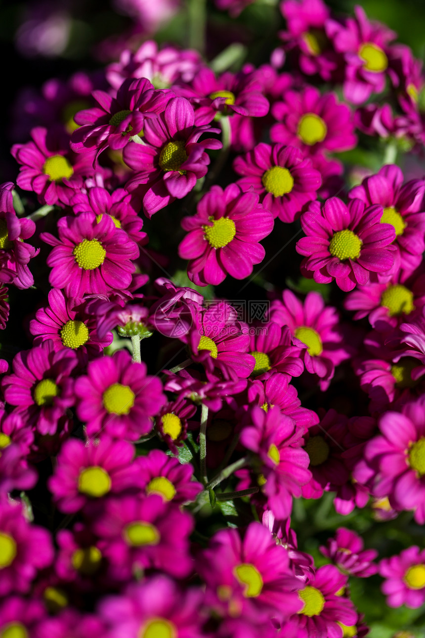 花朵的色彩多彩 生动鲜艳的夏月花背景叶子爱好展示花坛植物群花园紫色园艺季节风格图片