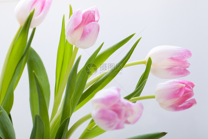 粉红色郁金香的春底背景花园花瓣叶子生长周年植物群温泉花束治疗福利图片