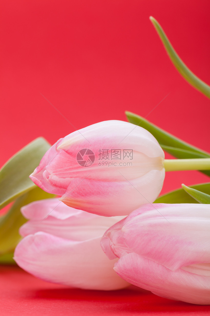 粉红色郁金香的春底背景纪念日叶子花朵福利植物花束季节花瓣生日花园图片