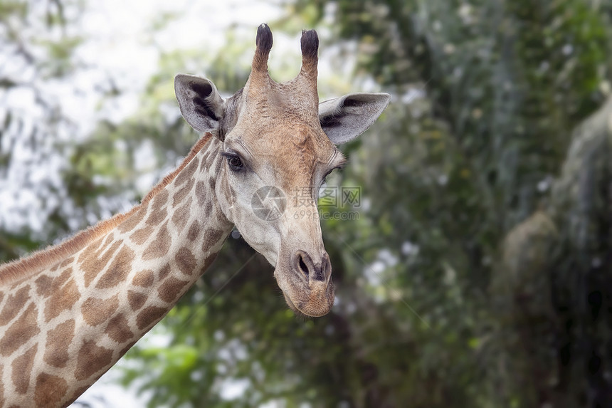 Giraffe 肖像画野生动物漫游动物园荒野热带树木动物图片