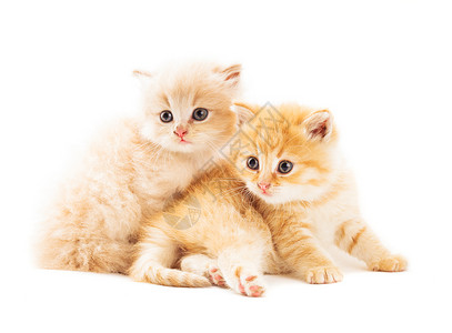 两只姜猫两只红猫晶须爪子宠物兄弟家庭工具猫科小猫毛皮姐妹背景