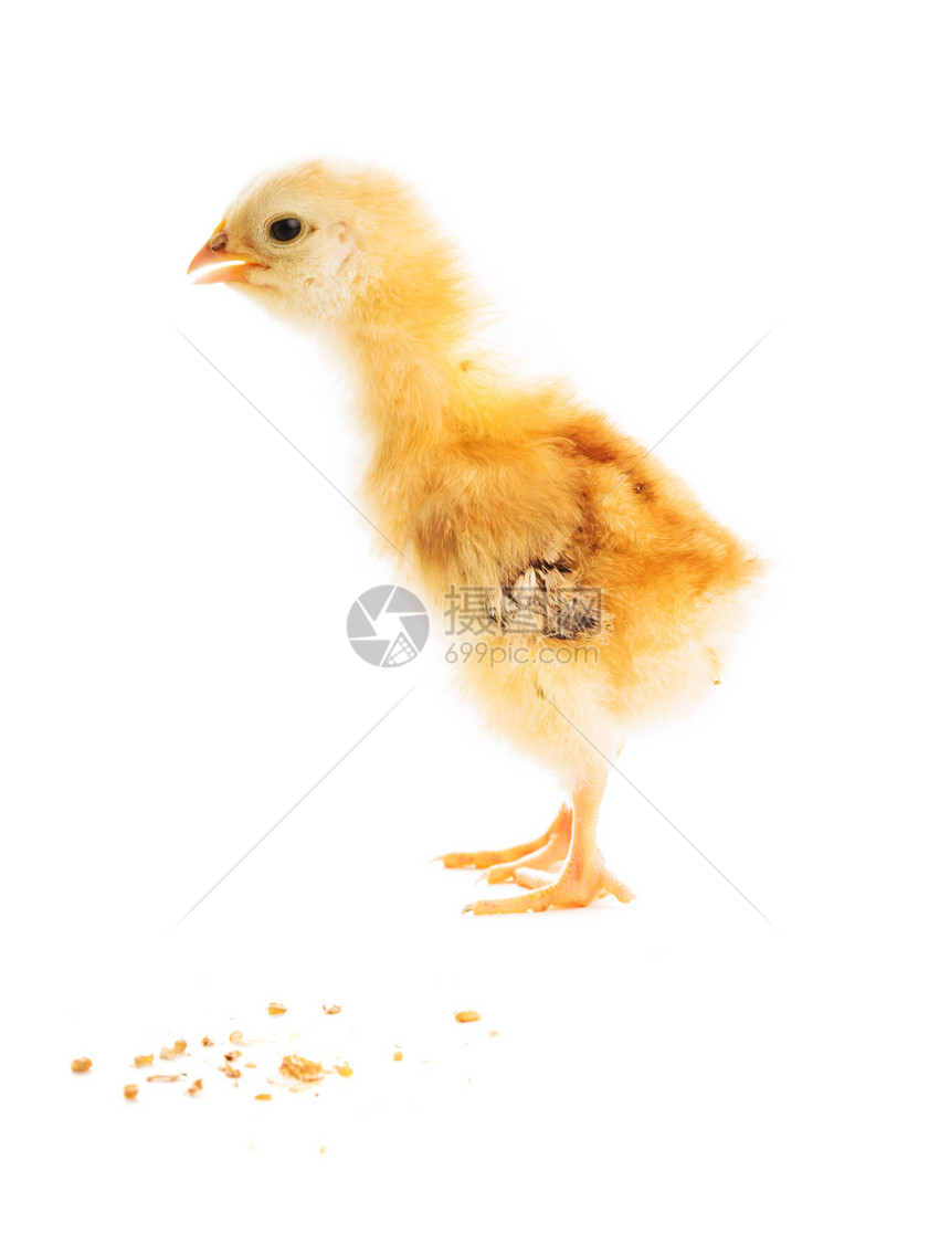 可爱的小妞农场羽毛母鸡工作室翅膀家禽养分笔尖新生营养图片