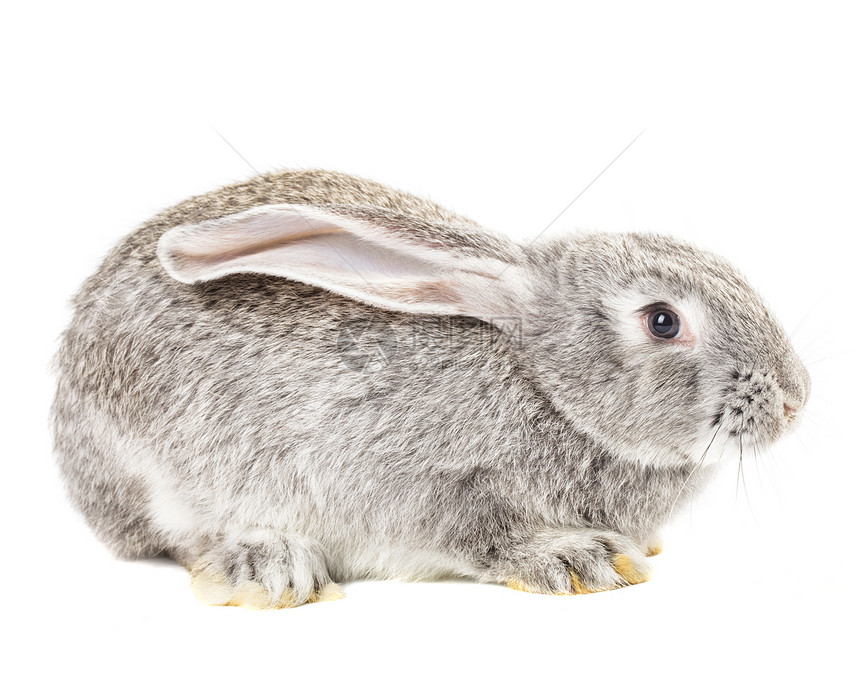 可爱的灰色兔子生活白色农场哺乳动物野兔毛皮宠物动物图片