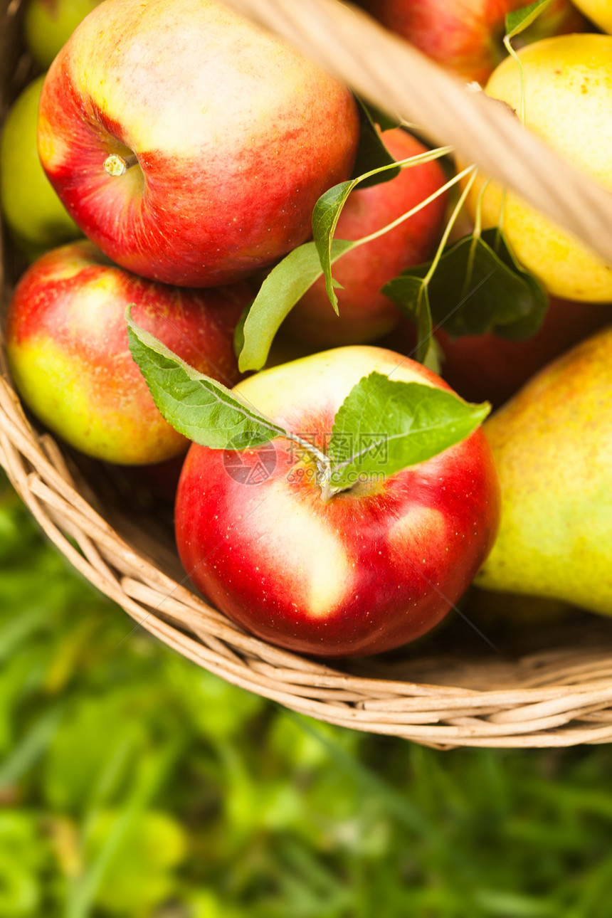 草地上的苹果和桃子红色果园生物收成季节性园艺绿色篮子水果黄色图片