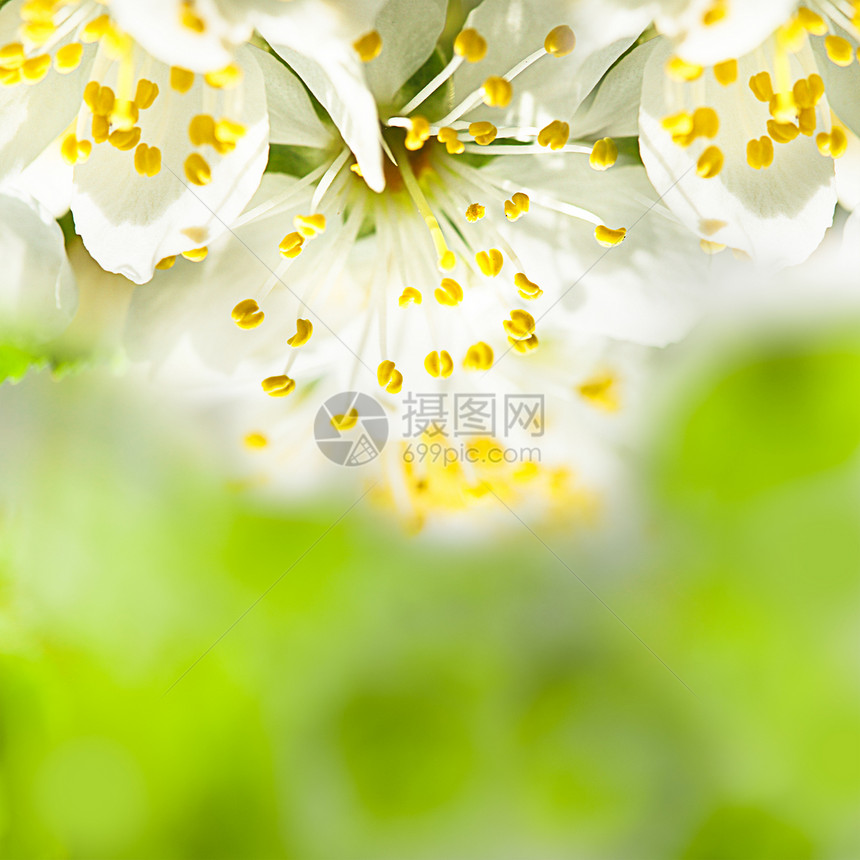 春季bokeh植物学花瓣公园生长季节花园李子背景树叶植物群图片