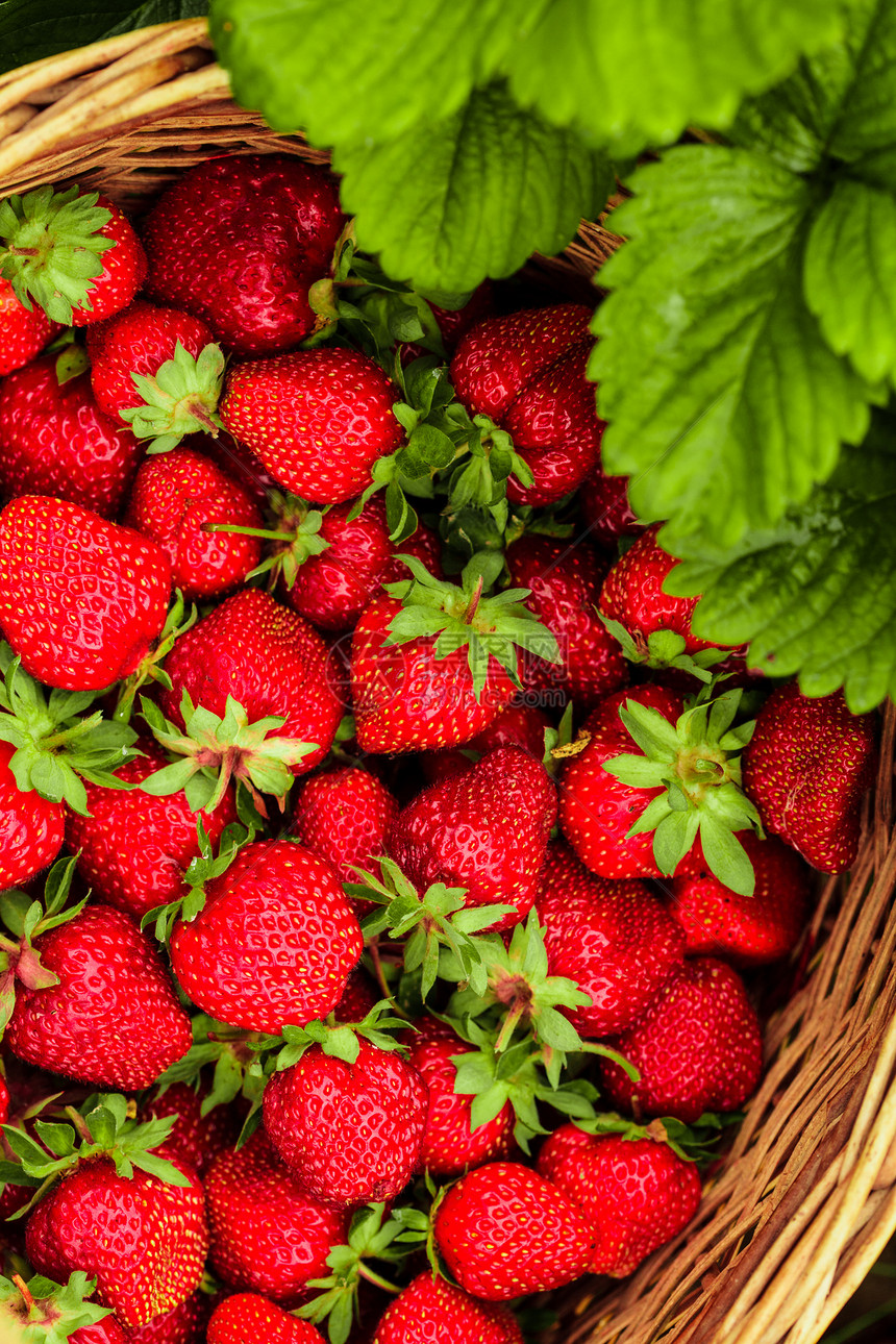篮子里的草莓团体收成水果饮食园艺农场食物小吃场地甜点图片