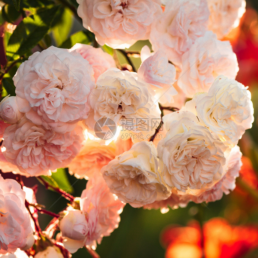 一片白玫瑰树丛季节背光叶子晴天植物学花园热情植物草地植物群图片