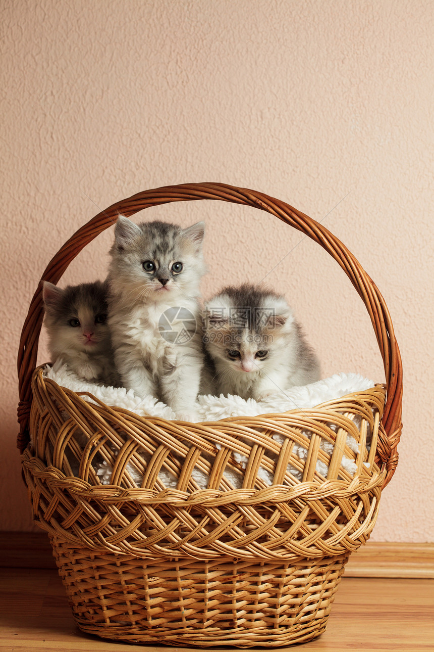 三只灰猫幼兽毛皮猫咪三重奏工具头发团体哺乳动物宠物食肉图片