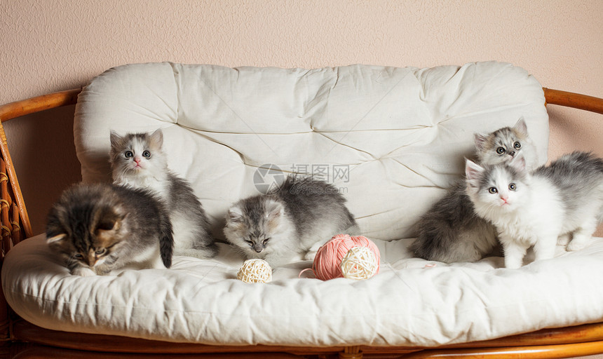 五只灰猫图片