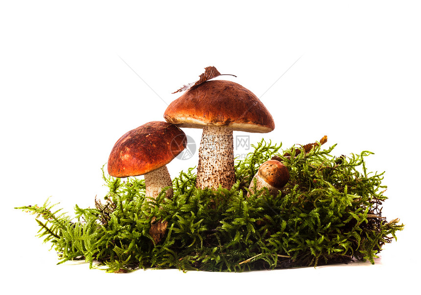 橘子树脂蘑菇生活环境植物桔皮美味团体宏观苔藓荒野季节图片