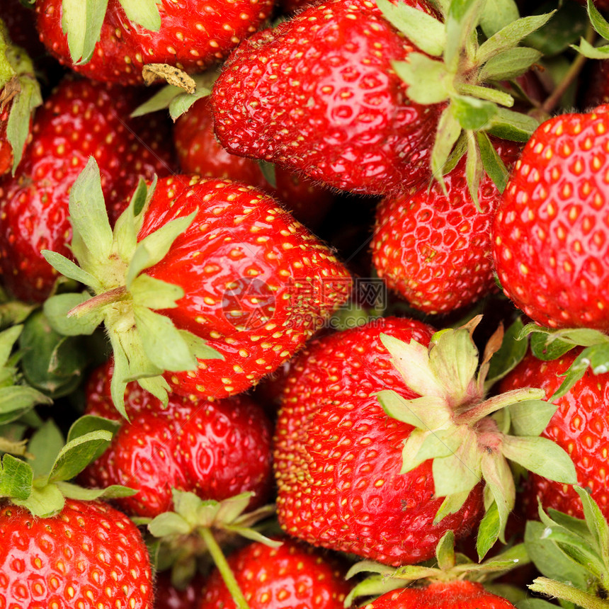 草莓浆果宏观采摘团体紫色水果荒野食物绿色浆果梧桐素图片