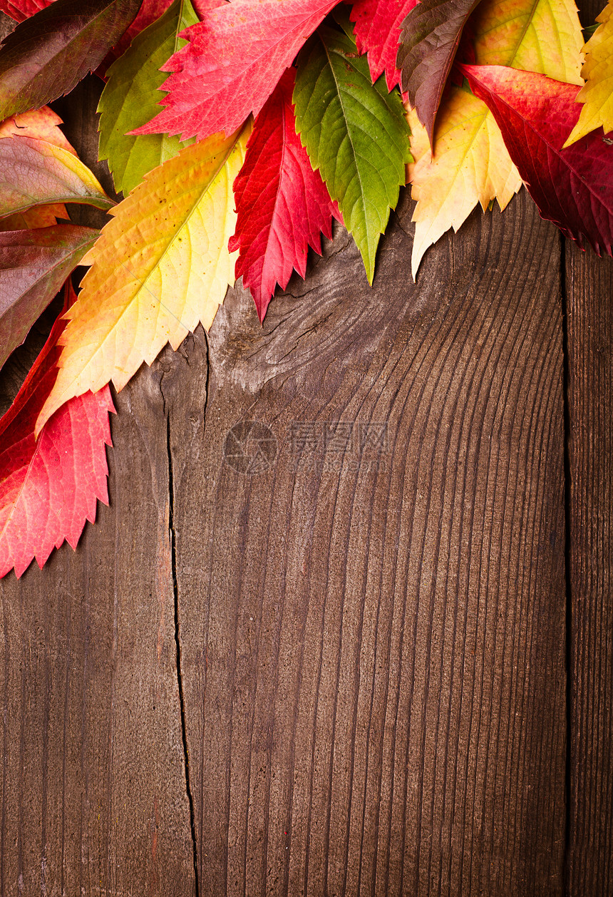秋季框架插图橙子季节叶子木头植物学金子植物装饰风格图片